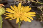 Godfrey's goldenaster